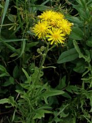 Škarda dvouletá (Crepis biennis L.)