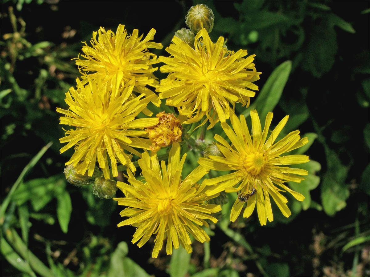 Škarda dvouletá (Crepis biennis L.)