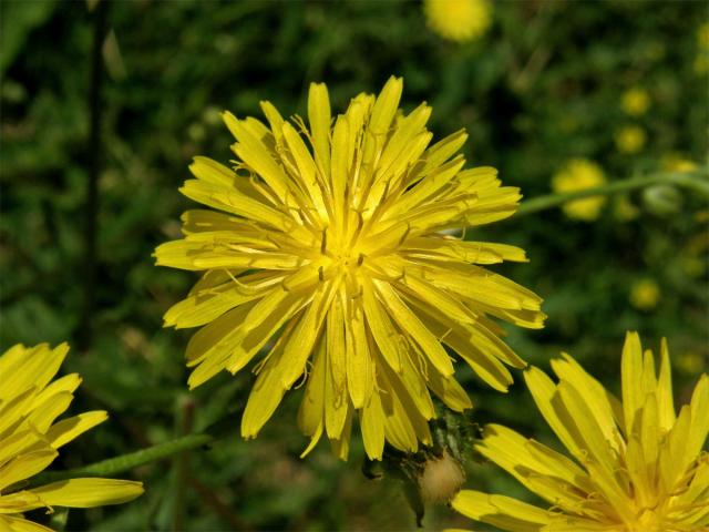 Škarda dvouletá (Crepis biennis L.)