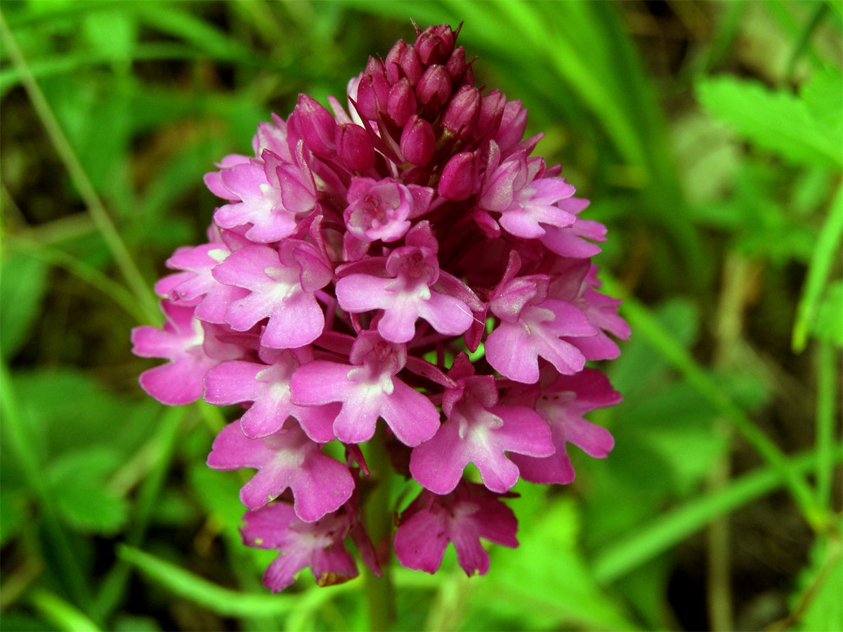 Rudohlávek jehlancovitý (Anacamptis pyramidalis (L.) L. C. Richard)