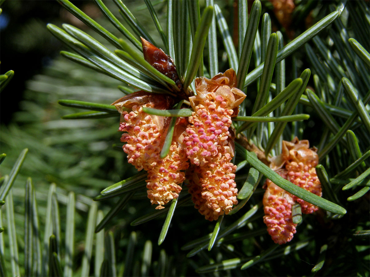 Douglaska tisolistá (Pseudotsuga menziesii (Mirbel) Franco)