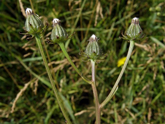 Škarda dvouletá (Crepis biennis L.)