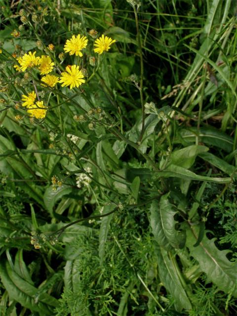 Škarda vláskovitá (Crepis capillaris (L.) Wallr.)