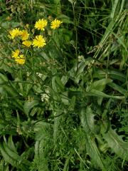 Škarda vláskovitá (Crepis capillaris (L.) Wallr.)