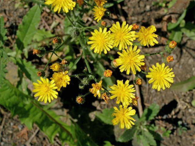 Škarda vláskovitá (Crepis capillaris (L.) Wallr.)