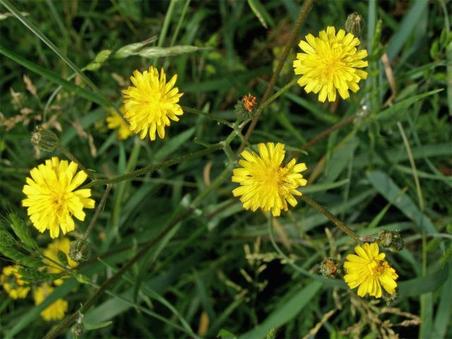 Škarda vláskovitá (Crepis capillaris (L.) Wallr.)