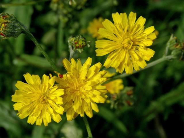 Škarda vláskovitá (Crepis capillaris (L.) Wallr.)