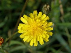 Škarda vláskovitá (Crepis capillaris (L.) Wallr.)