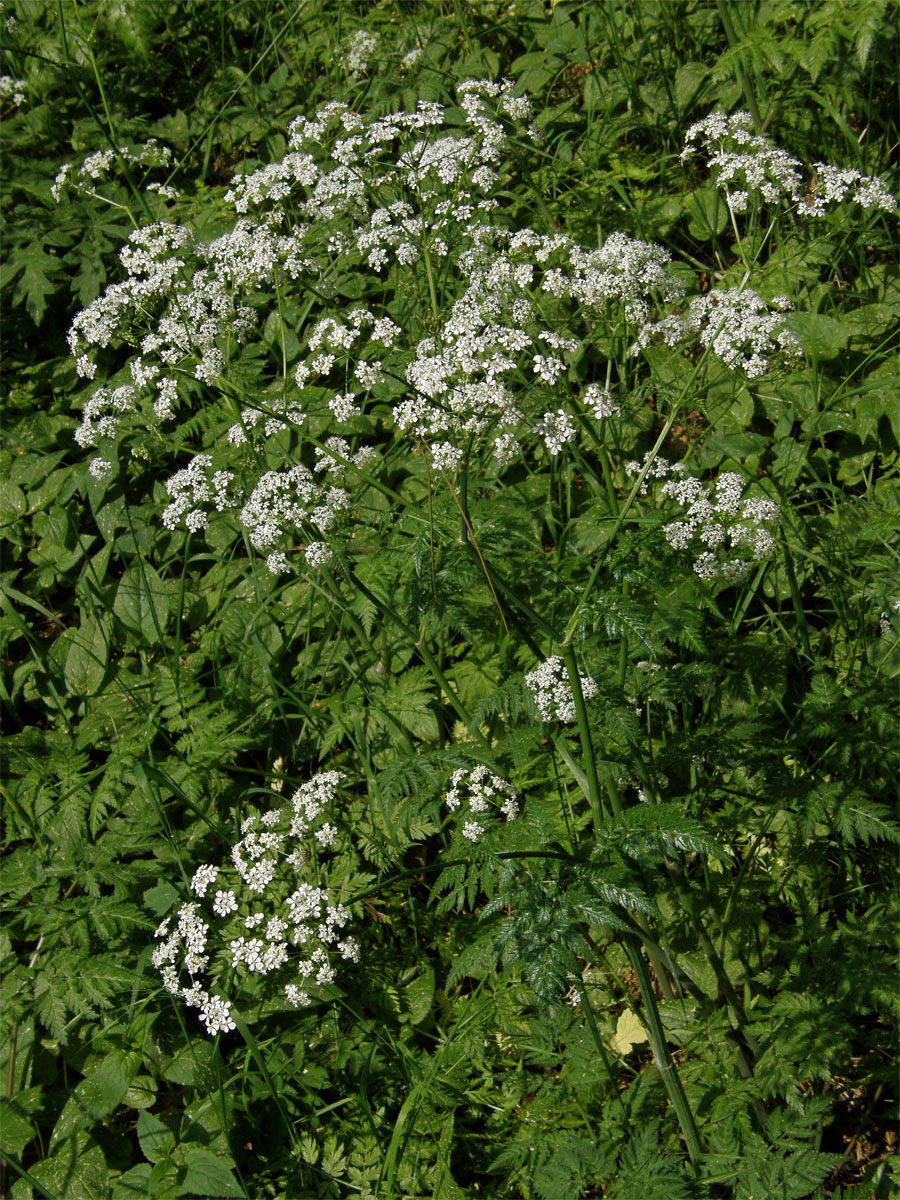 Kerblík lesní (Anthriscus sylvestris (L.) Hoffm.)