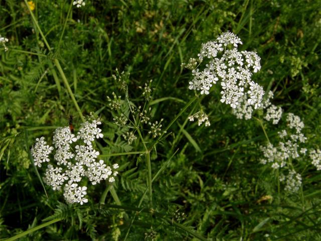 Kerblík lesní (Anthriscus sylvestris (L.) Hoffm.)