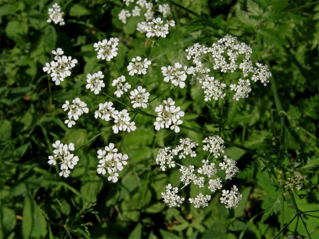 Kerblík lesní (Anthriscus sylvestris (L.) Hoffm.)