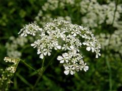 Kerblík lesní (Anthriscus sylvestris (L.) Hoffm.)