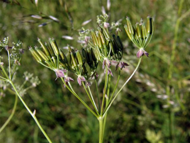 Kerblík lesní (Anthriscus sylvestris (L.) Hoffm.)