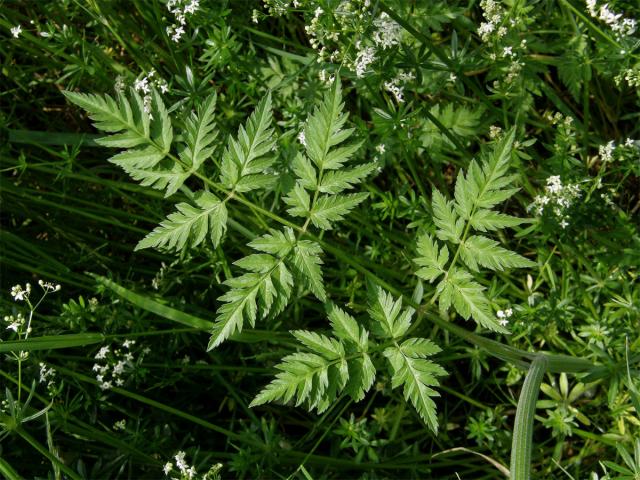 Kerblík lesní (Anthriscus sylvestris (L.) Hoffm.)