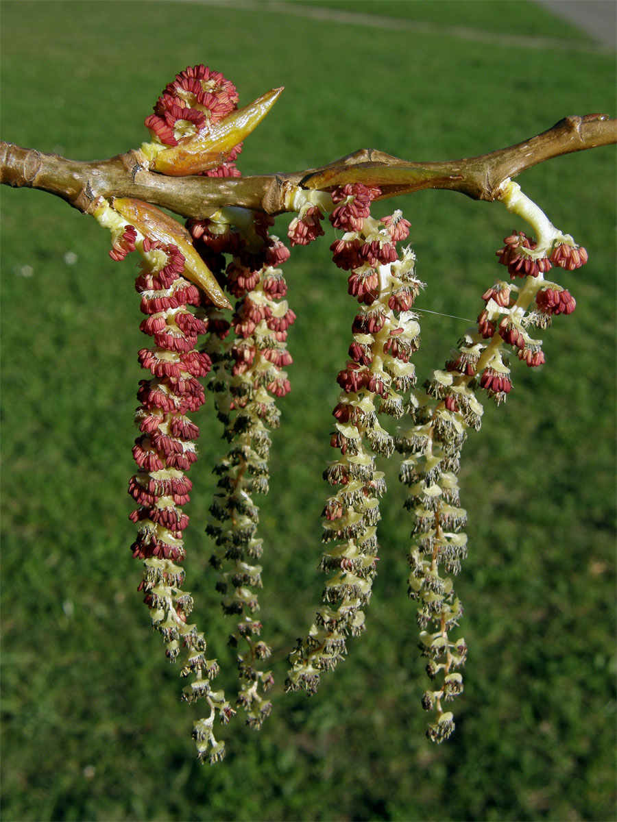 Topol černý (Populus nigra L.)