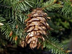 Douglaska tisolistá (Pseudotsuga menziesii (Mirbel) Franco)