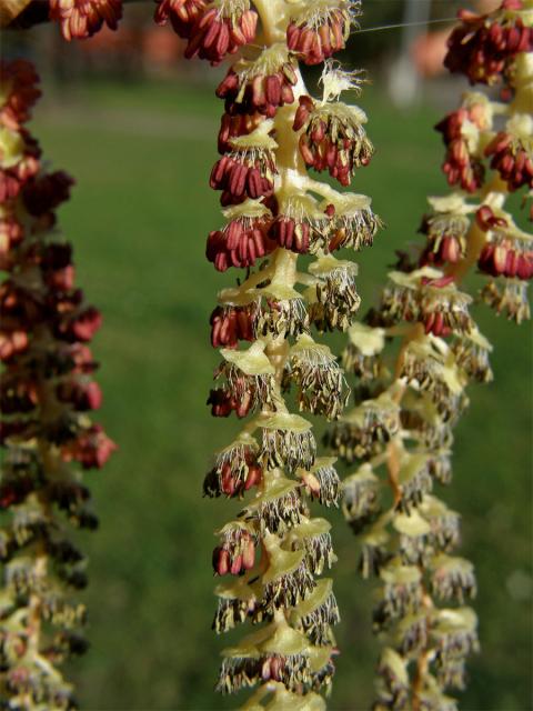 Topol černý (Populus nigra L.)