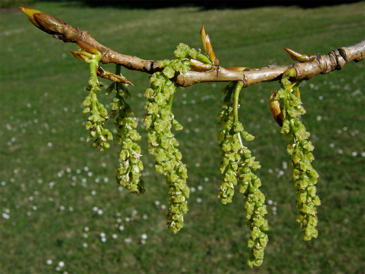 Topol černý (Populus nigra L.)