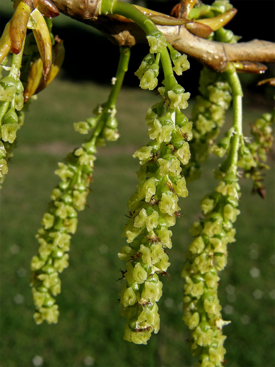 Topol černý (Populus nigra L.)