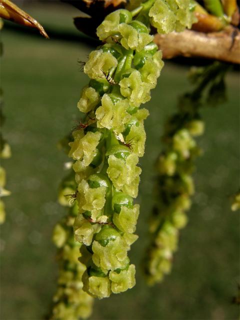 Topol černý (Populus nigra L.)