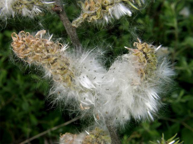 Topol černý (Populus nigra L.)