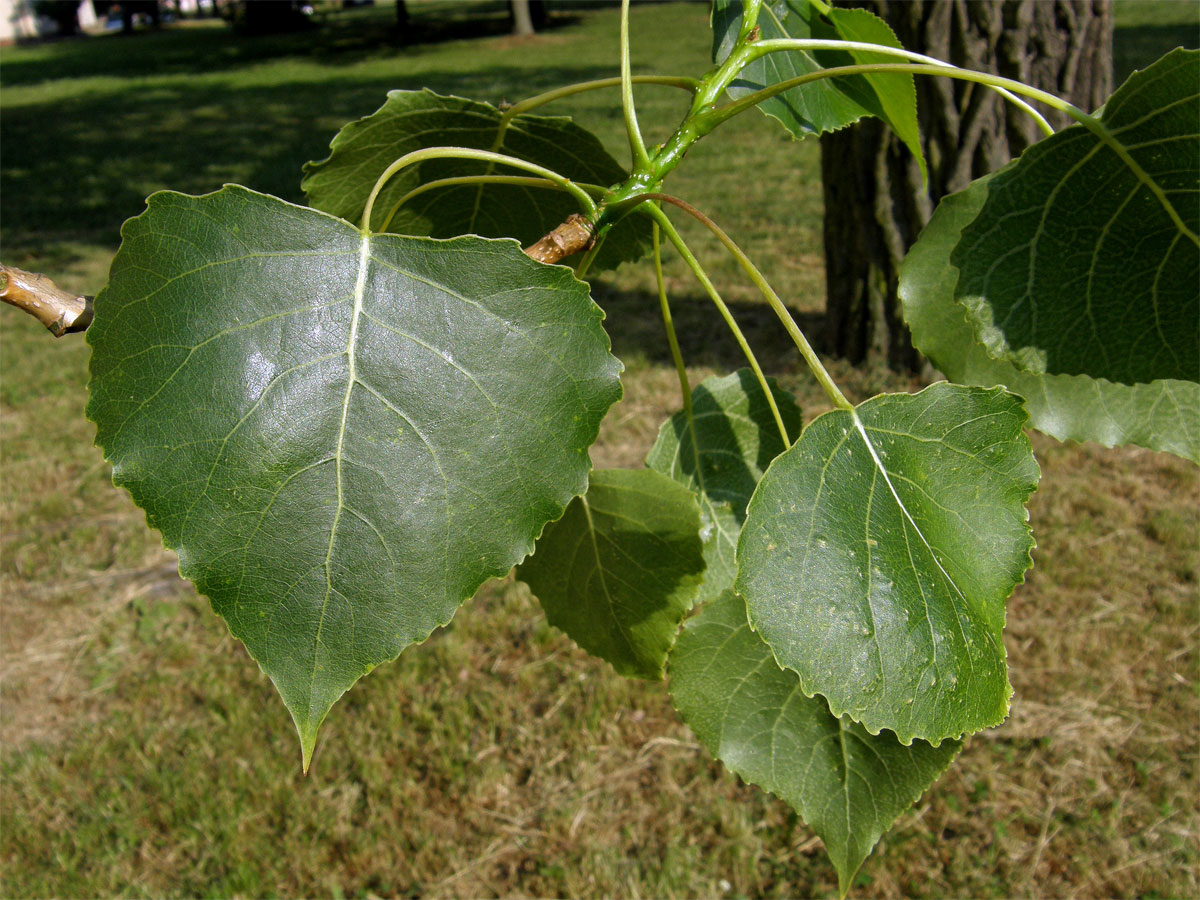 Topol černý (Populus nigra L.)