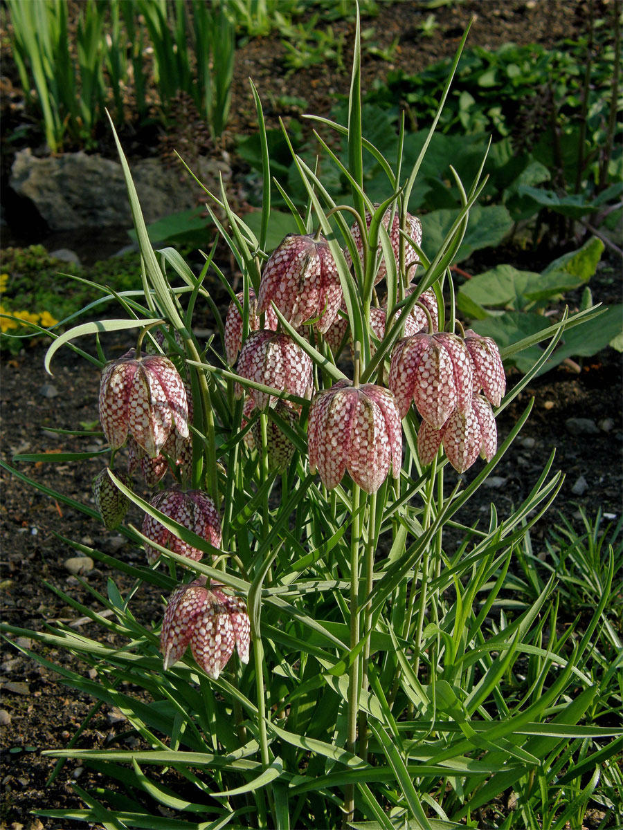 Řebčík kostkovaný (Fritillaria meleagris L.)