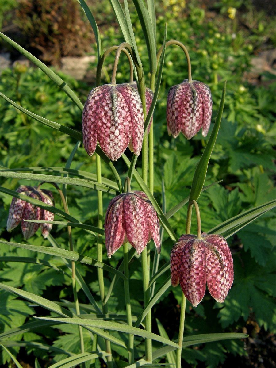 Řebčík kostkovaný (Fritillaria meleagris L.)