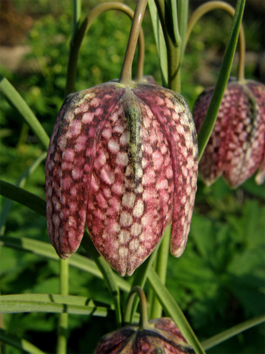 Řebčík kostkovaný (Fritillaria meleagris L.)