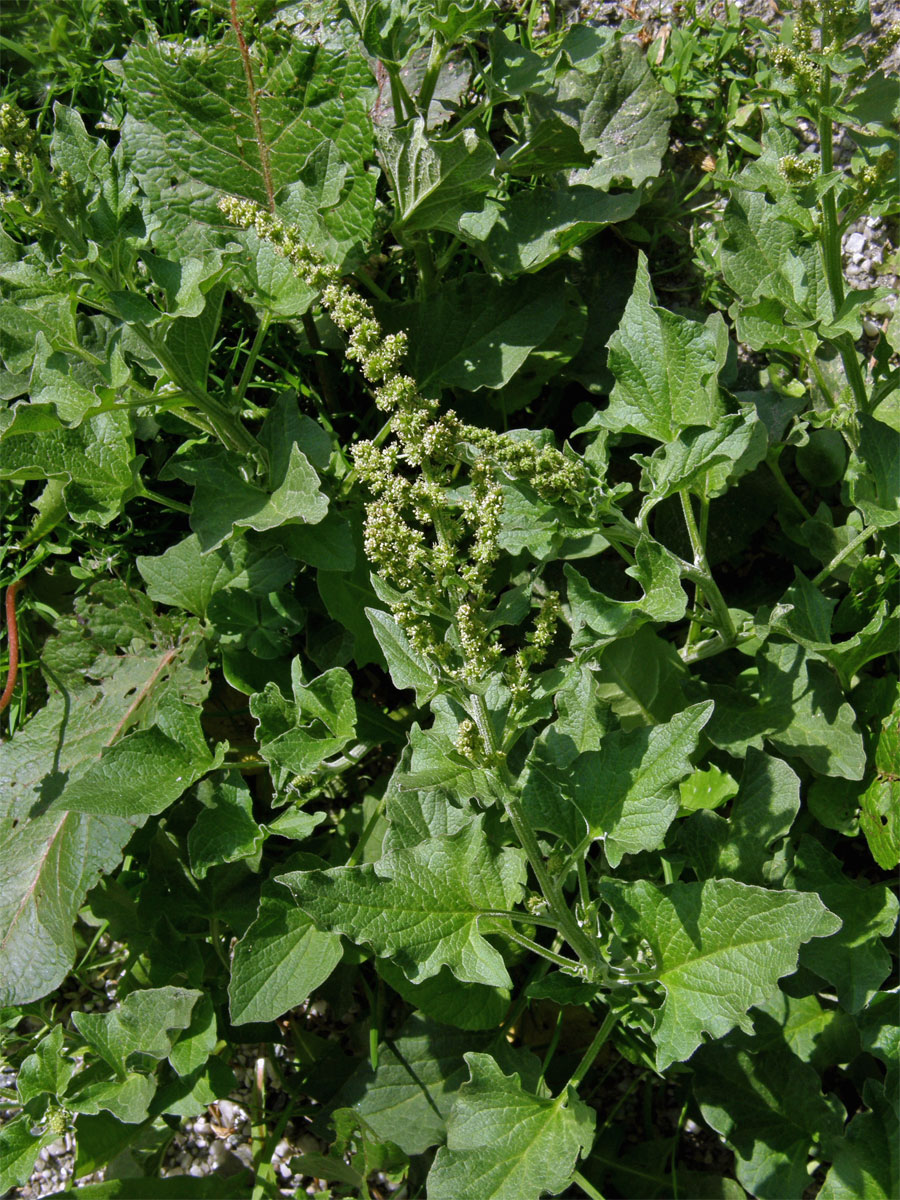 Merlík všedobr (Chenopodium bonus-henricus L.)