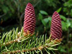 Smrk ztepilý (Picea abies (L.) Karsten)