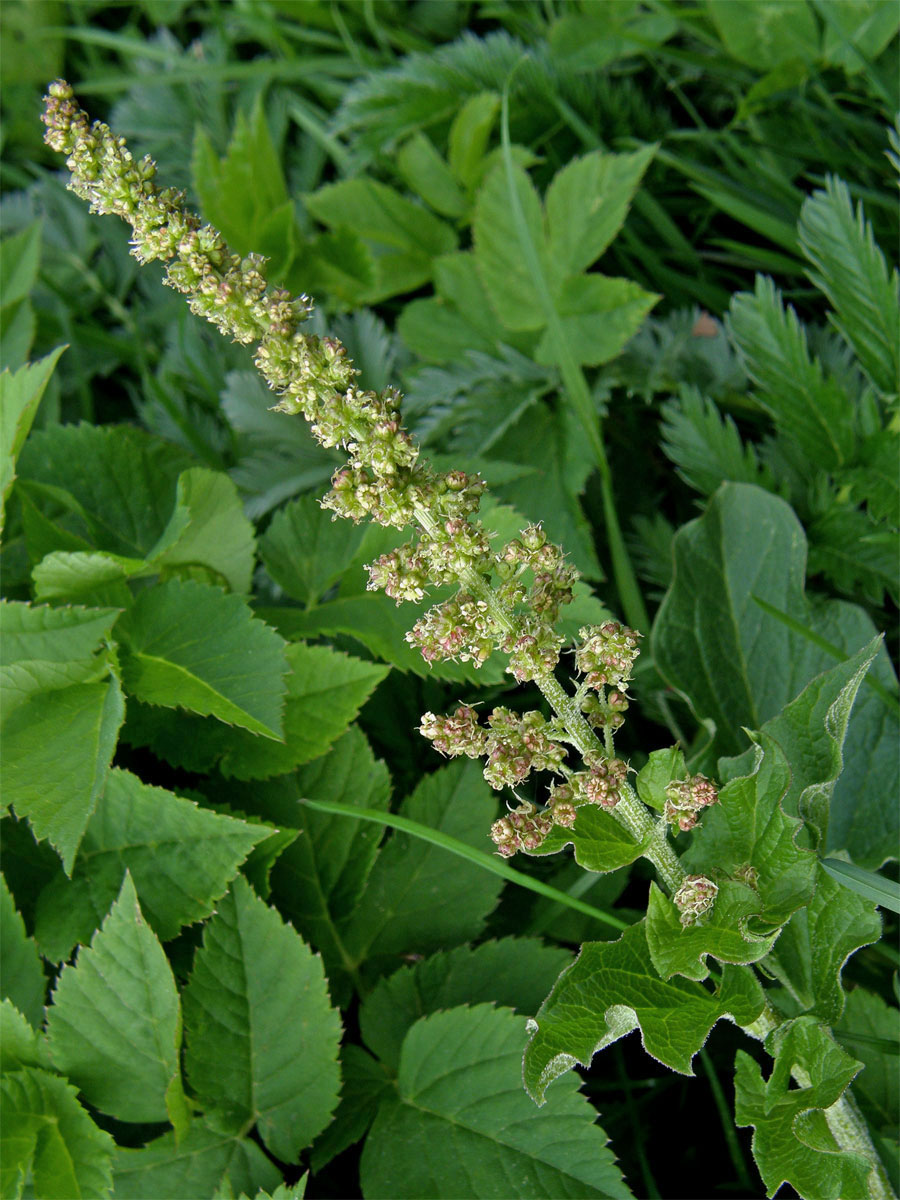 Merlík všedobr (Chenopodium bonus-henricus L.)