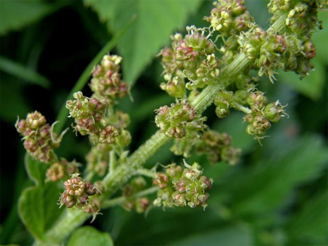 Merlík všedobr (Chenopodium bonus-henricus L.)