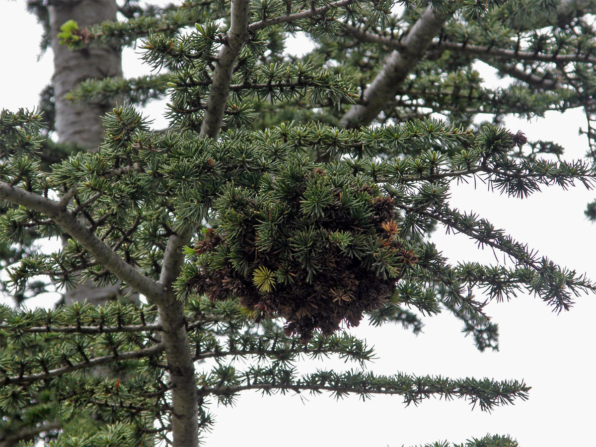 Čarověník na cedru krátkolistém (Cedrus brevifolia (Hook. f.) A. Henry)