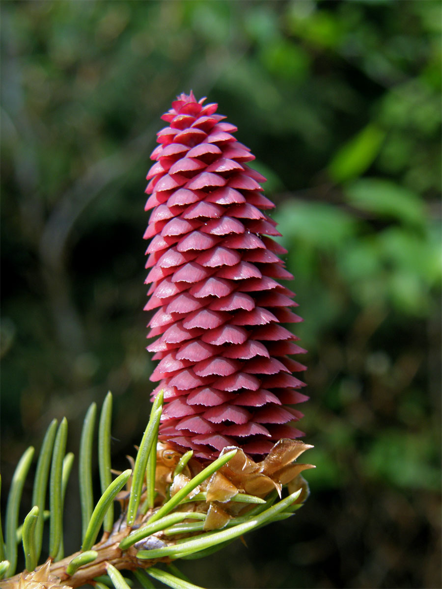 Smrk ztepilý (Picea abies (L.) Karsten)