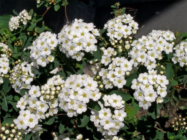 Tavolník van Houtteův (Spiraea x vanhouttei (Briot) Zabel)