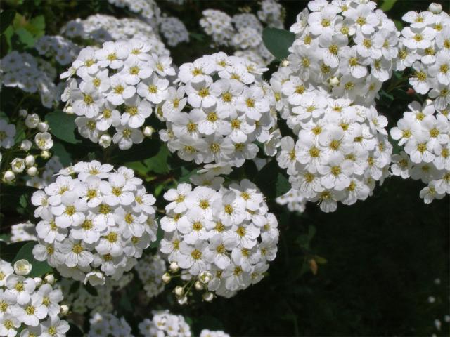 Tavolník van Houtteův (Spiraea x vanhouttei (Briot) Zabel)