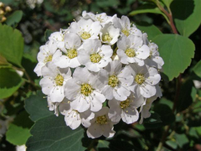 Tavolník van Houtteův (Spiraea x vanhouttei (Briot) Zabel)