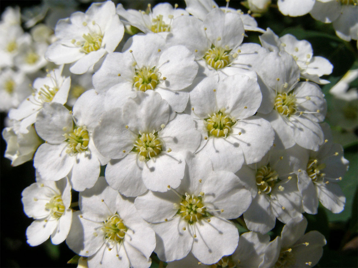 Tavolník van Houtteův (Spiraea x vanhouttei (Briot) Zabel)