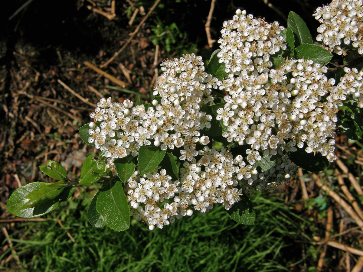 Hlohyně šarlatová (Pyracantha coccinea M. J. Roemer)