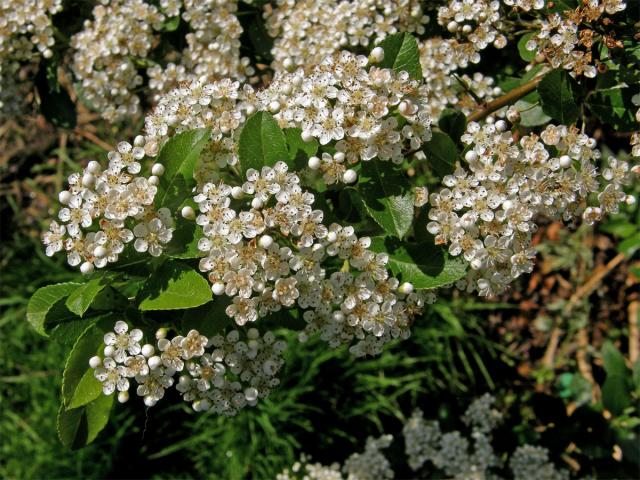 Hlohyně šarlatová (Pyracantha coccinea M. J. Roemer)