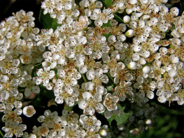 Hlohyně šarlatová (Pyracantha coccinea M. J. Roemer)