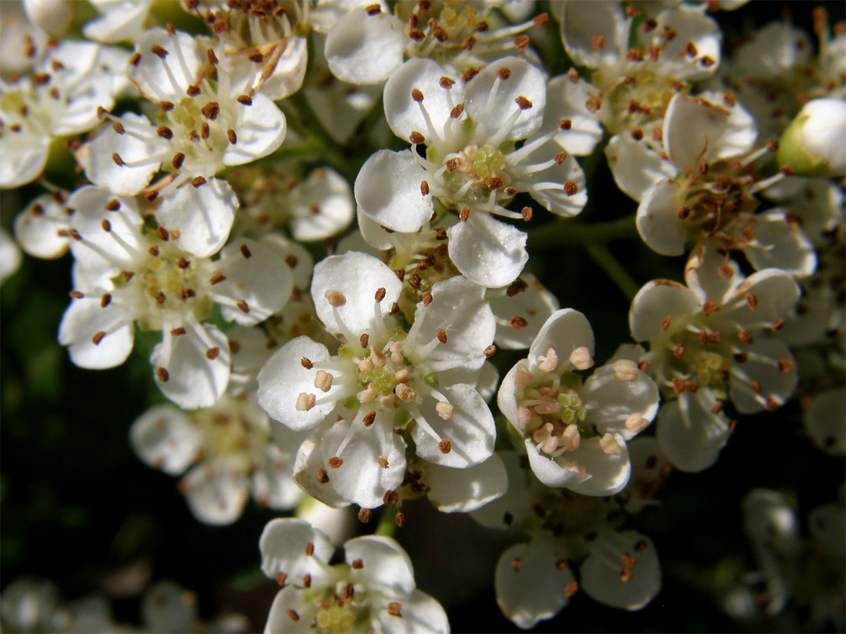 Hlohyně šarlatová (Pyracantha coccinea M. J. Roemer)