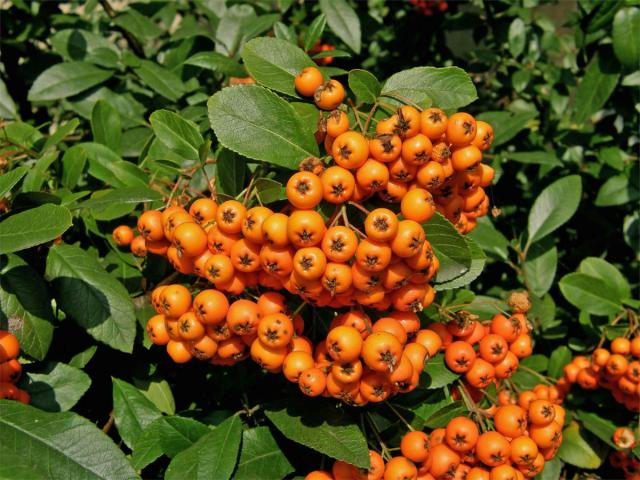 Hlohyně šarlatová (Pyracantha coccinea M. J. Roemer)