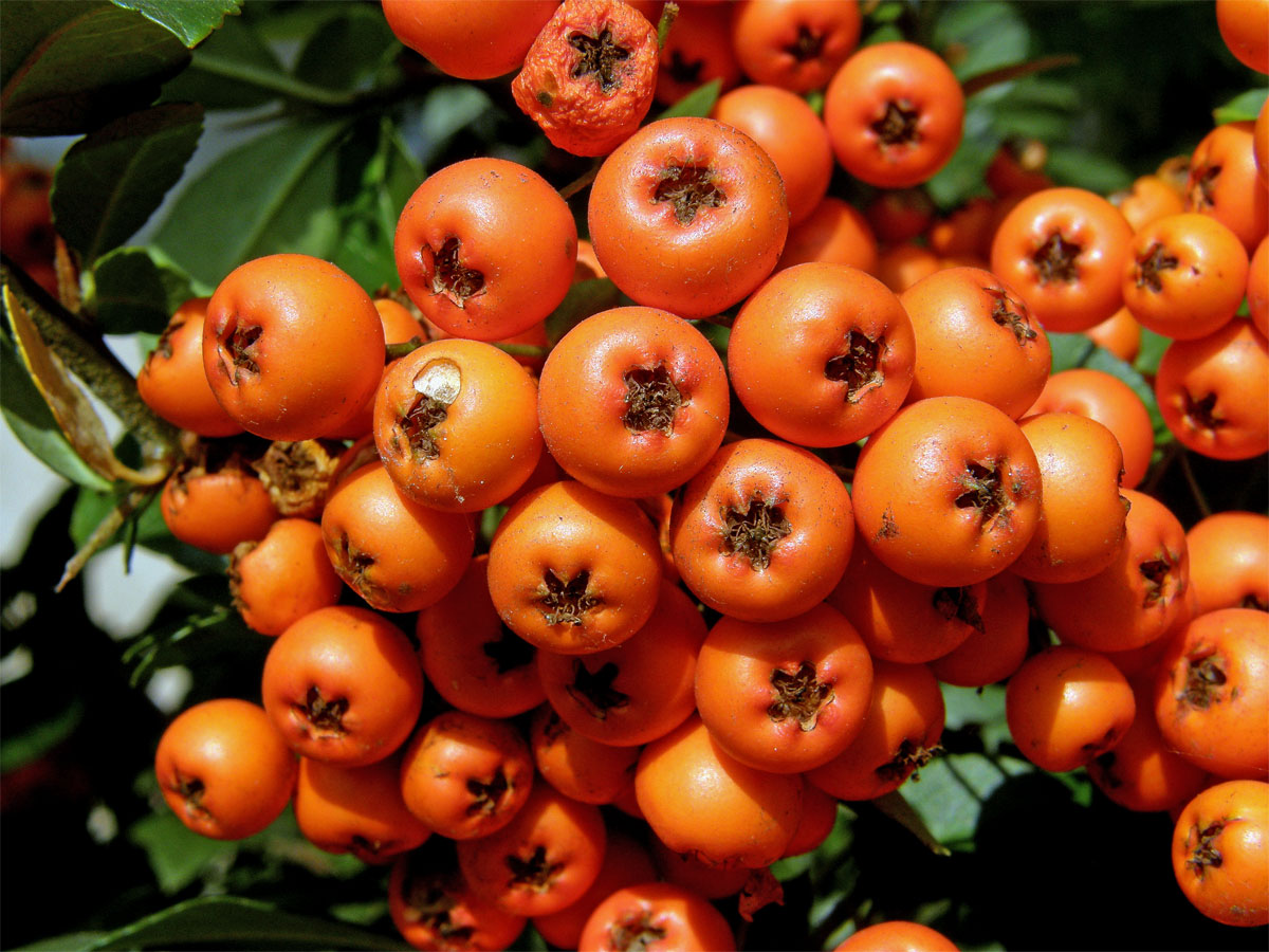 Hlohyně šarlatová (Pyracantha coccinea M. J. Roemer)