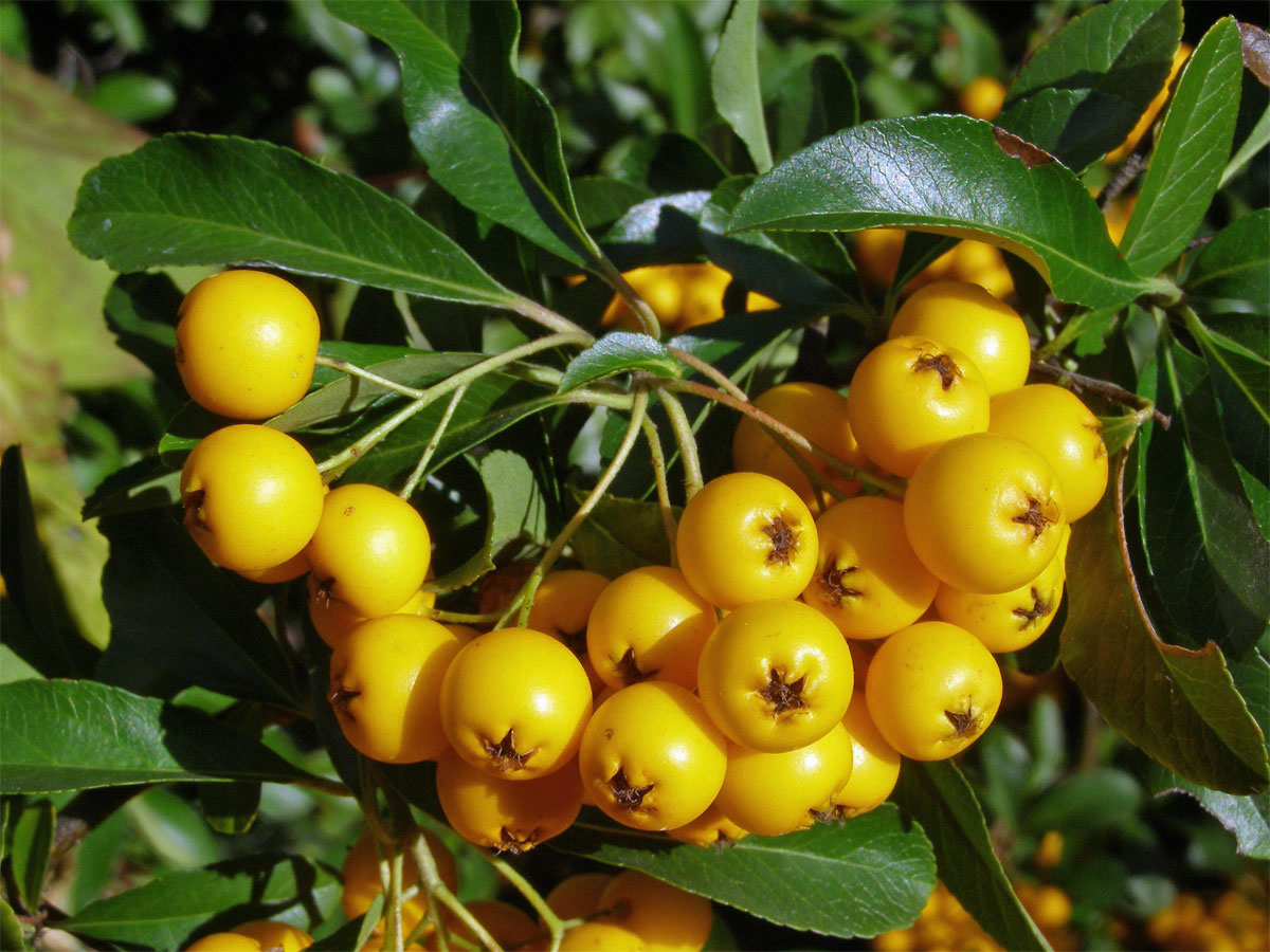 Hlohyně šarlatová (Pyracantha coccinea M. J. Roemer)