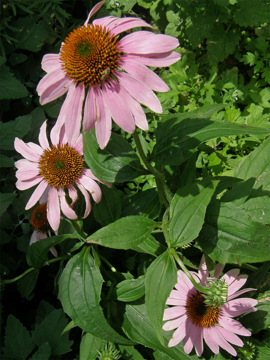 Třepetovka purpurová (Echinacea purpurea L.)