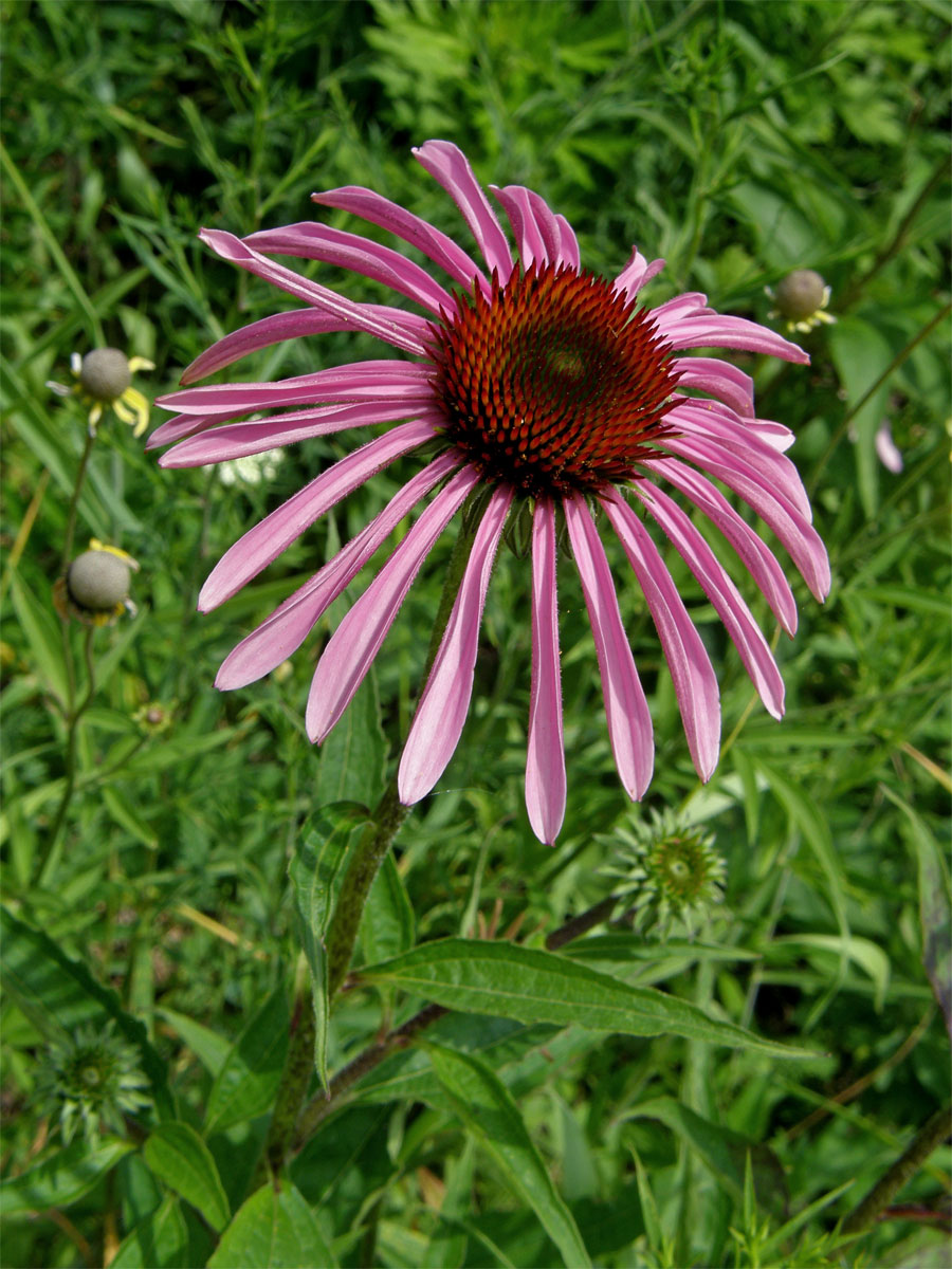 Třepetovka purpurová (Echinacea purpurea L.)