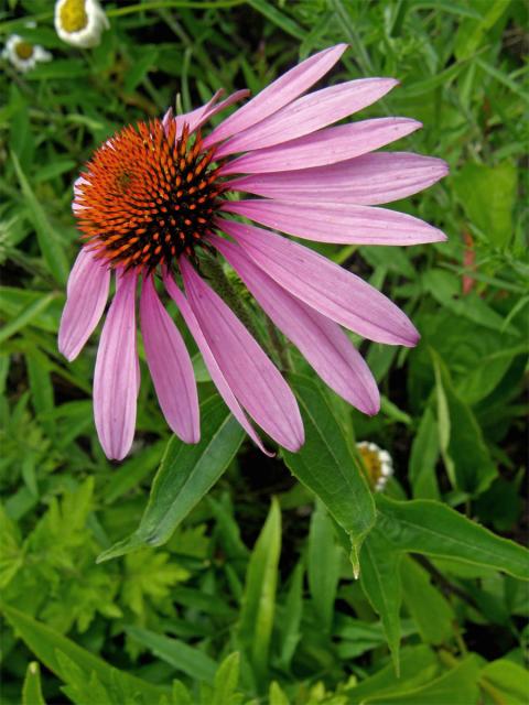 Třepetovka purpurová (Echinacea purpurea L.)