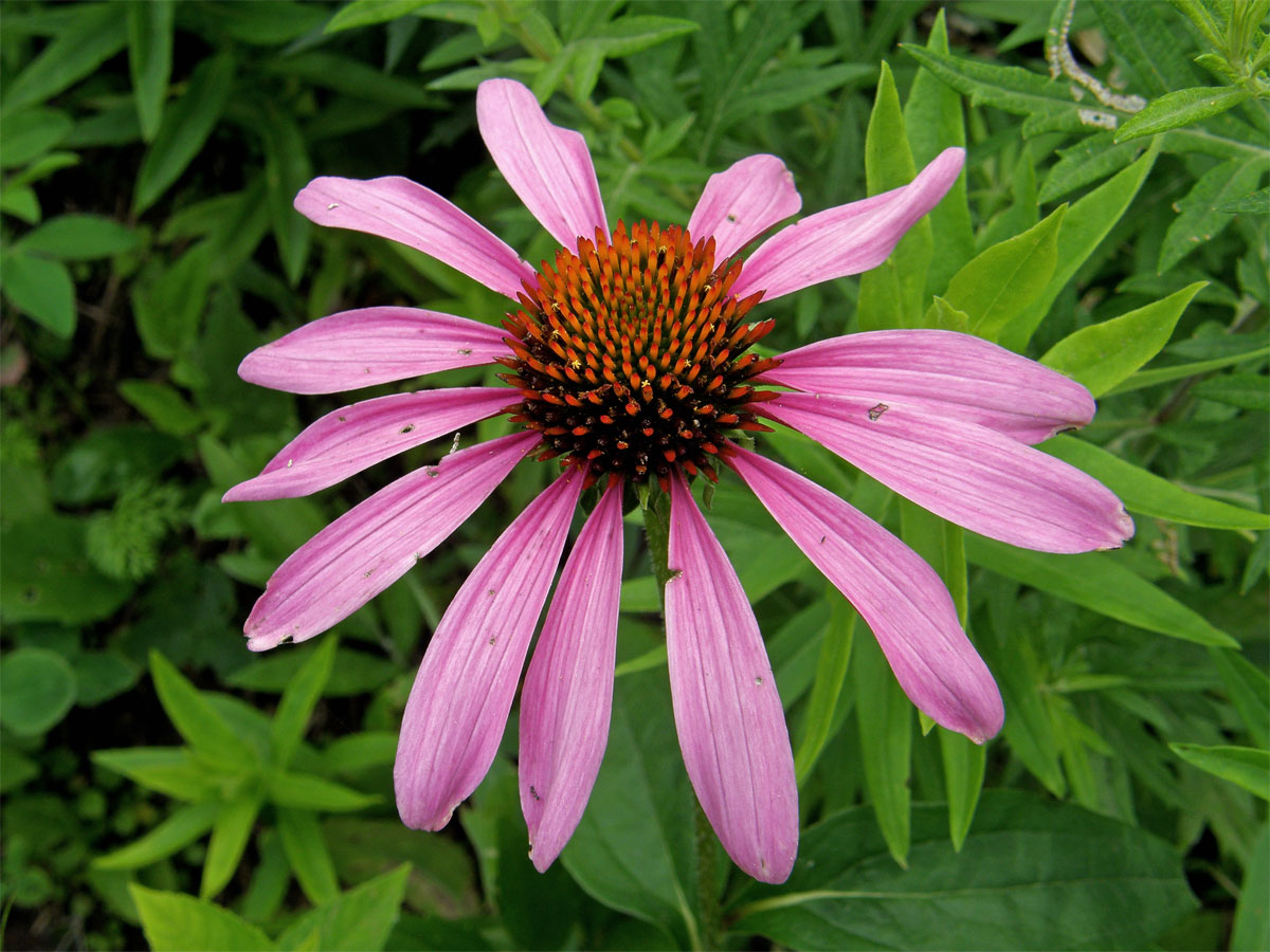 Třepetovka purpurová (Echinacea purpurea L.)